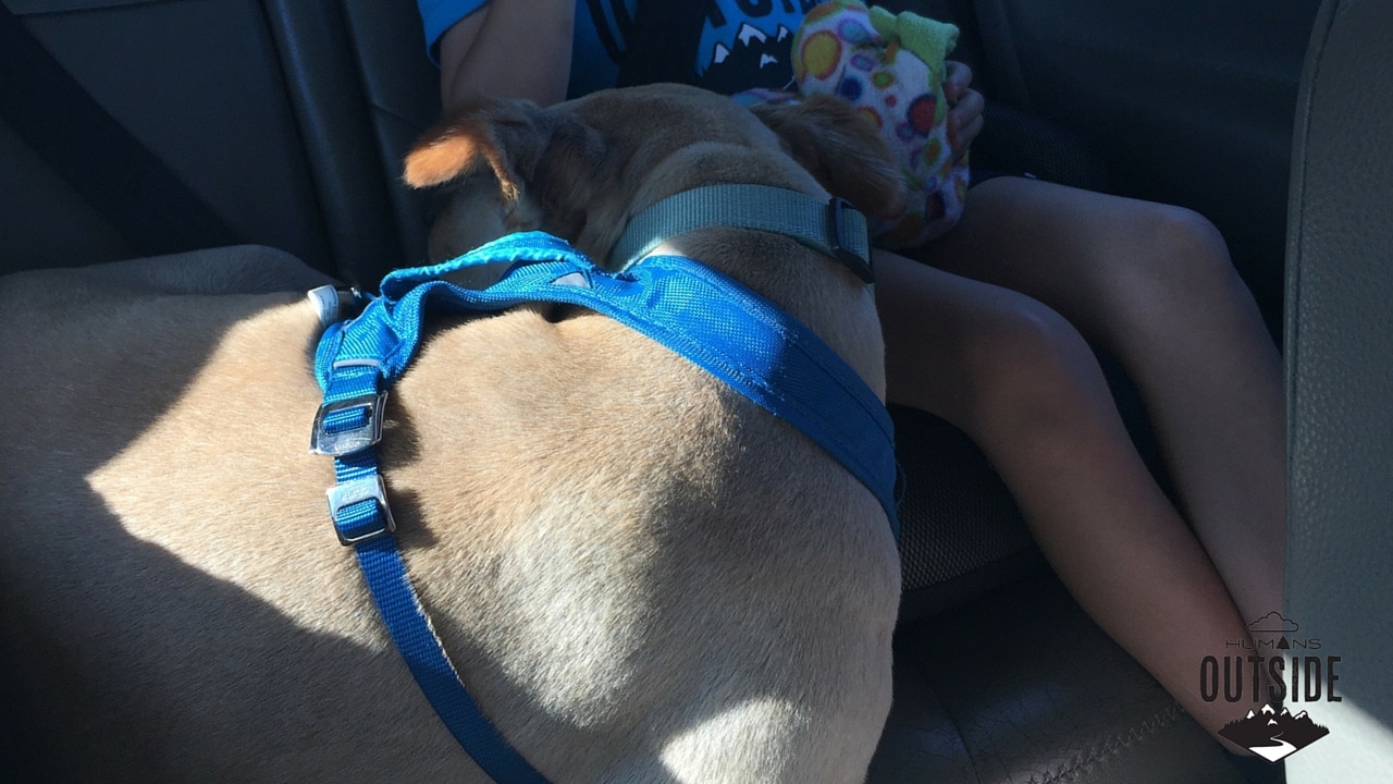 When You Drive Your Dog in a Seat Half Her Size https://wp.me/p5hM3U-kK