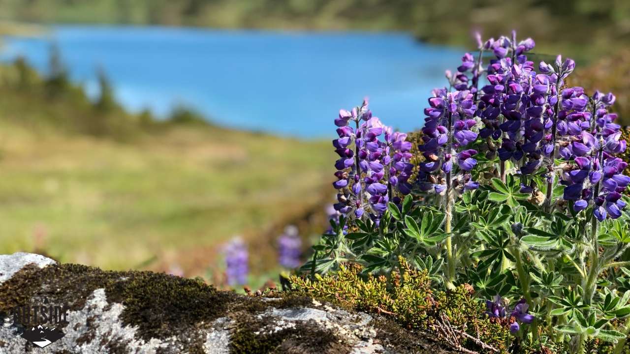 Wildflowers at Lost Lake, Alaska